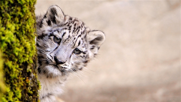 Young Snow Leopard Peeking from Behind Mossy Tree