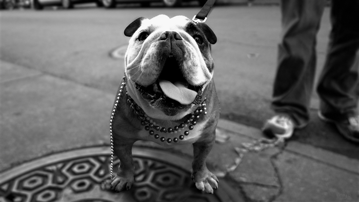 Bulldog wearing beads on a leash