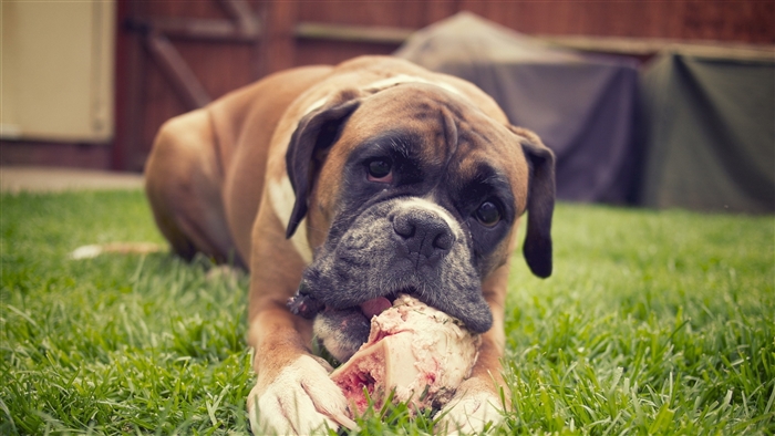 Boxer Dog Chewing a Bone Outdoors