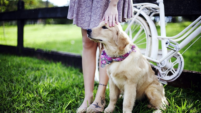 Golden Retriever dog with person and bicycle