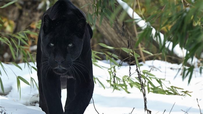 Black Panther in Snow