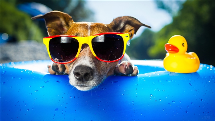 Dog Wearing Sunglasses
