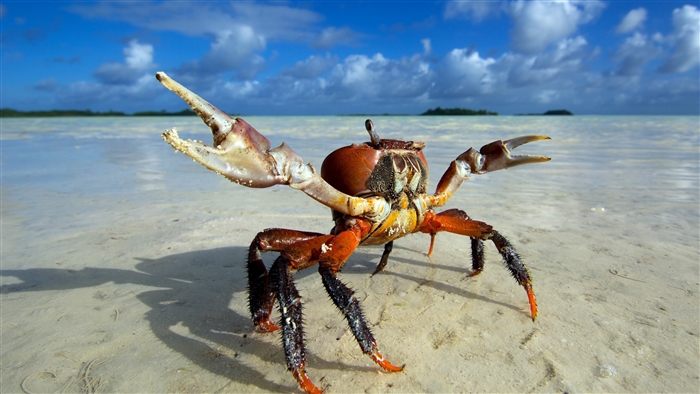 Crab on a sandy beach with blue sky