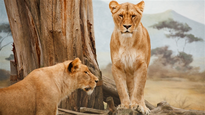 Two lions in a savanna landscape