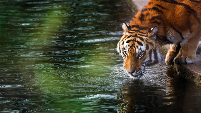 Tiger drinking water 4K