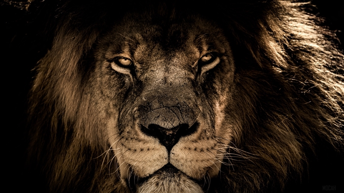 African Lion Face Closeup