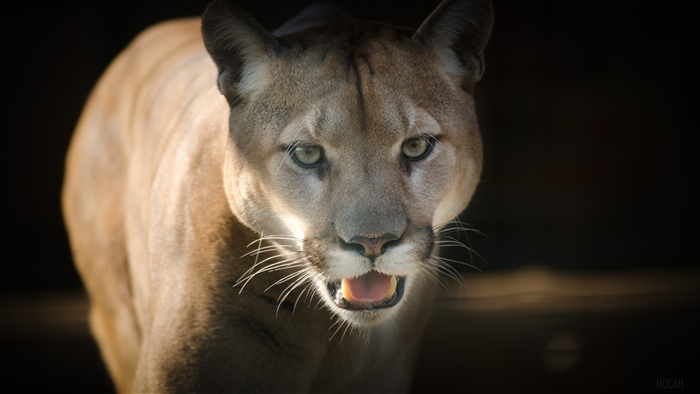Puma predator in 4K