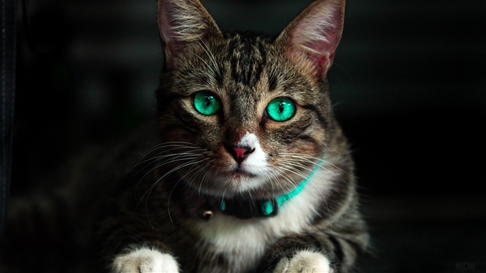 Cat with striking green eyes and collar