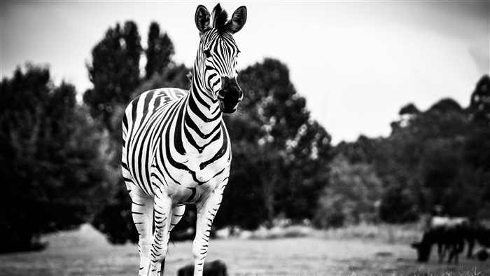 Zebra in black and white 4K