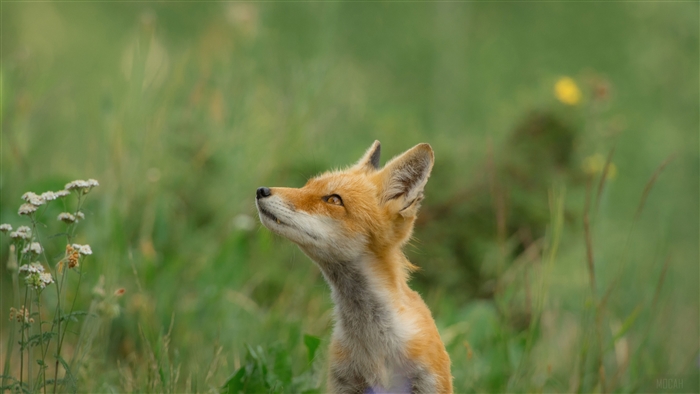 Fox in a field
