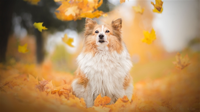 Shetland Sheepdog in Autumn Leaves 4K