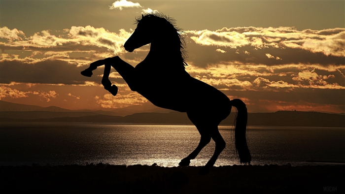 Silhouette of a horse rearing up at sunset over the sea