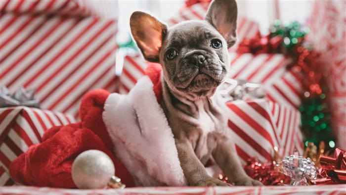 French Bulldog Puppy in Santa Hat with Christmas Gifts 4K