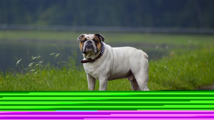 Bulldog in grassy field near water
