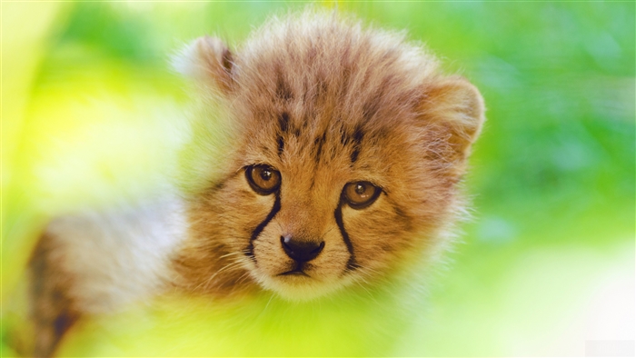 Cute Cheetah Cub 4K