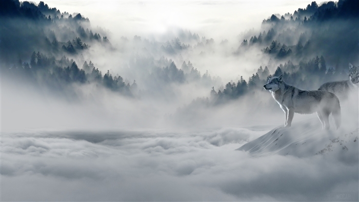 Snow Wolves in Foggy Mountains 4K