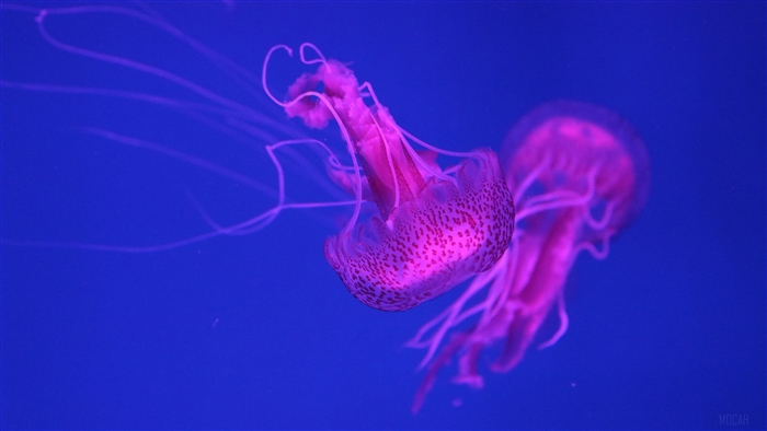 4K Jellyfish
