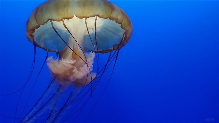 Jellyfish Underwater