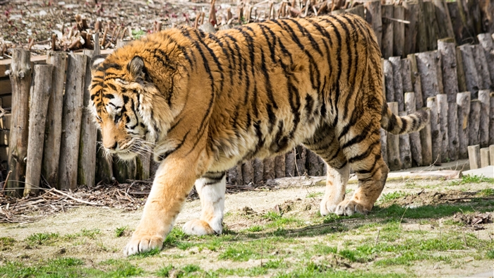Wild Tiger In Zoo