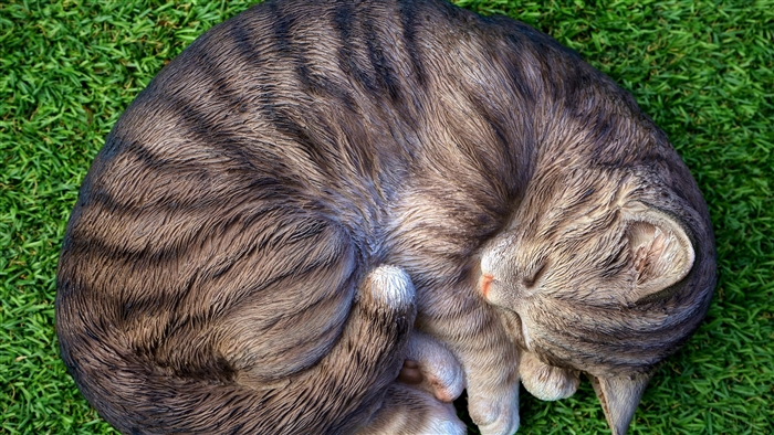 Cat sleeping on grass