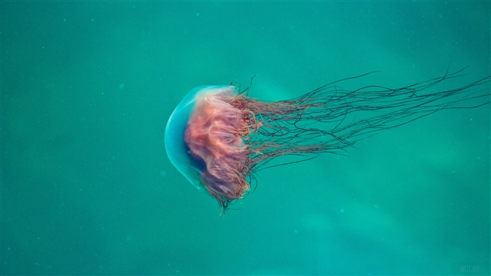 Pink Jellyfish