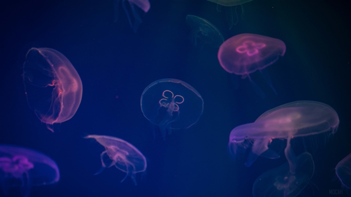 Jellyfish Digital Art