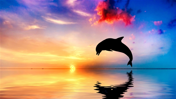 Dolphin Leaping at Sunset 4K