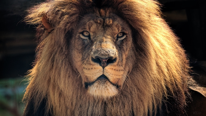 4K Lion Close-up Portrait