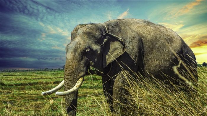 Elephant in a field in Thailand 4K