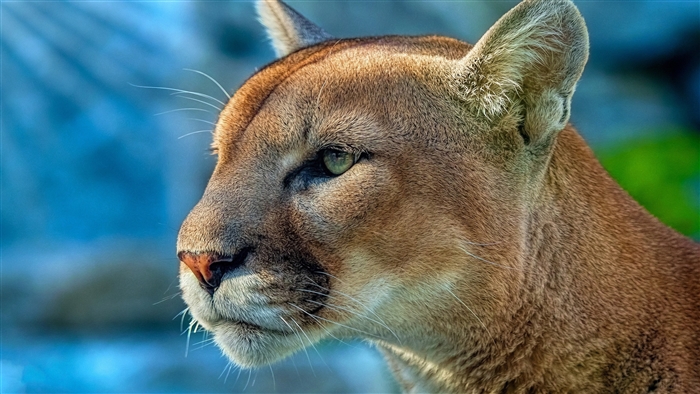 Cougar portrait 4K