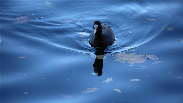 Coot swimming in blue water with fallen leaves