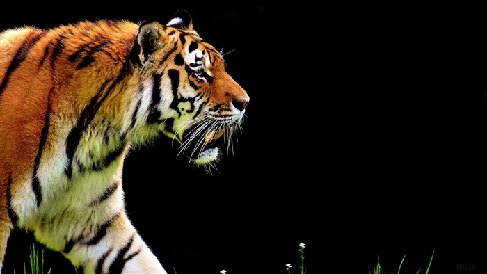 4K Tiger Predator