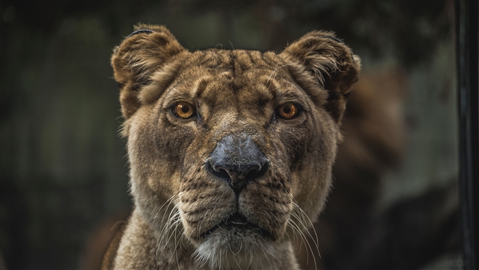Lioness Macro