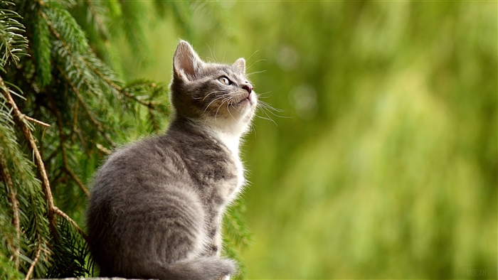 Young Cat Looking Up