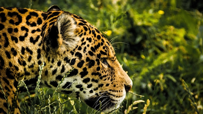 Jaguar in the wild 4K