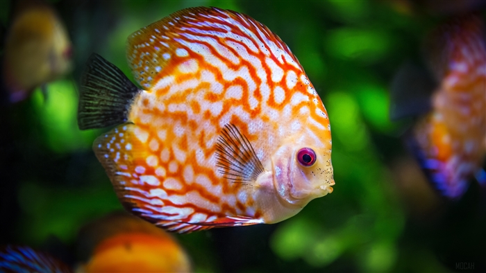 Discus Fish
