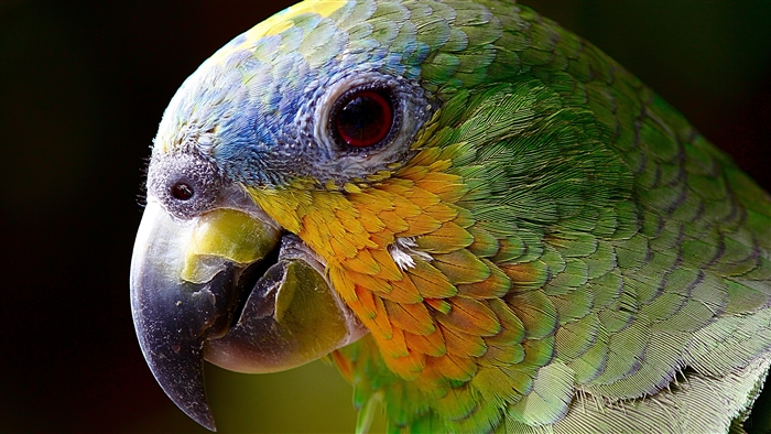 Close-up of a colorful parrot's head