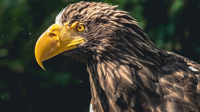 Steller's Sea Eagle close-up 4K