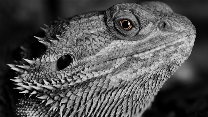 Close-up of a monochrome lizard's head