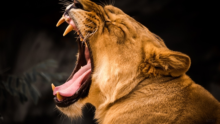 Lion Roaring