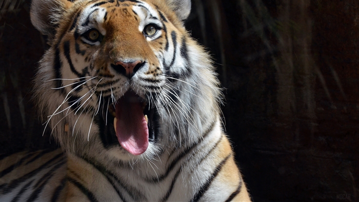 4K Tiger Yawning