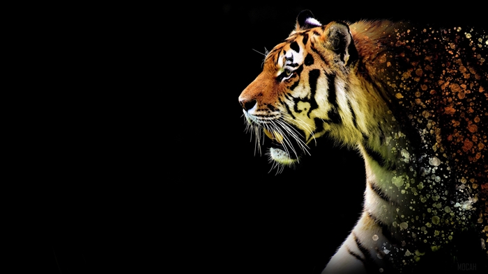 Tiger Abstract