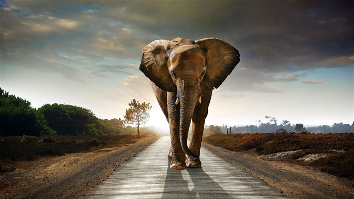 Elephant Walking on a Road in HDR 4K