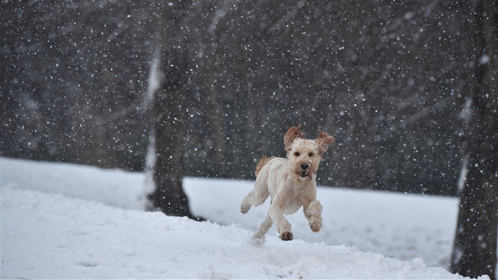 Dog running in snow 4K
