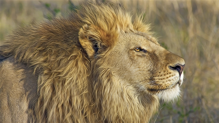 Lion with a mane in 4K