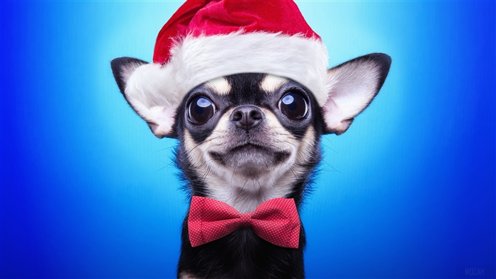Chihuahua wearing Santa hat and bowtie