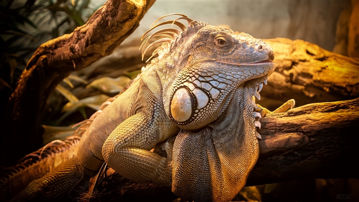 Green Iguana on a Branch 4K