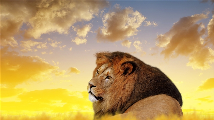 Lion looking to the left during sunset 4K