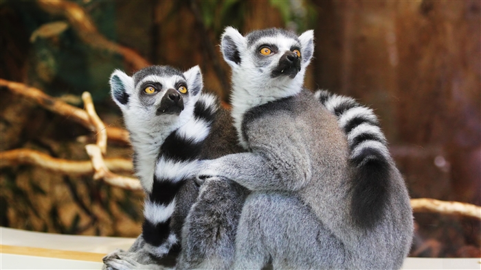 Two Ring-tailed Lemurs