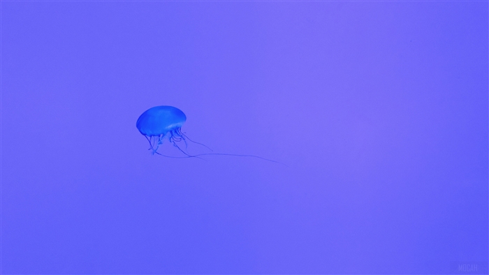 Blue Jellyfish in Purple Water 4K